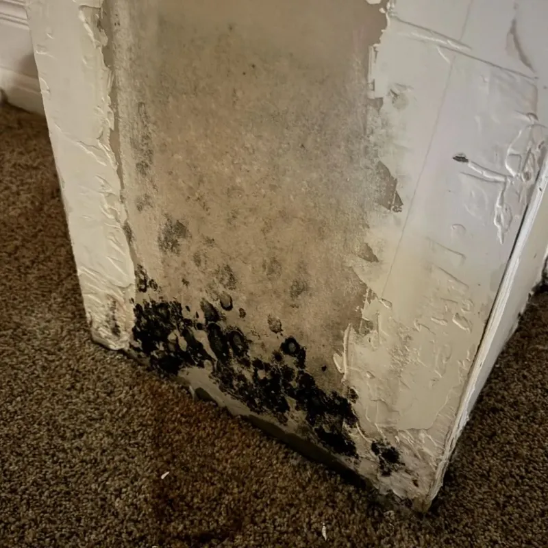 Professional Mold Removal in Blount County, TN